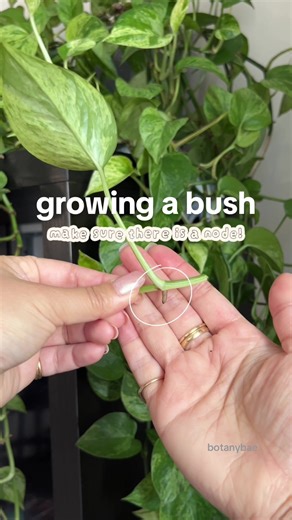 Replying to @Lemonnnn 🍋 the easiest way to create a bushy plant is to chop and prop! ✂️ #plantsmakepeoplehappy #propagate #planttips #planthacks #houseplants
