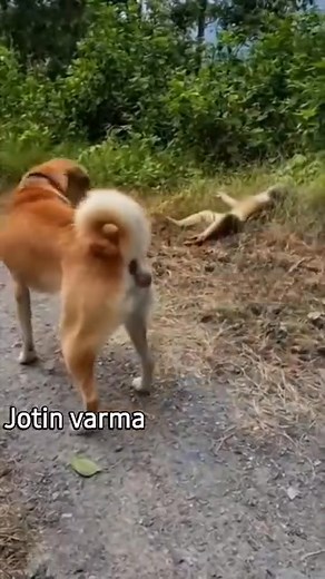 Usiitaba khanglabara nang 🤣🤣🤣 | Mochabi Thoudam Mlm