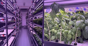 'Not as sexy as what people think': Tasty Greens farmer on working on a farm in Singapore, share how they are building a sustainable food supply chain