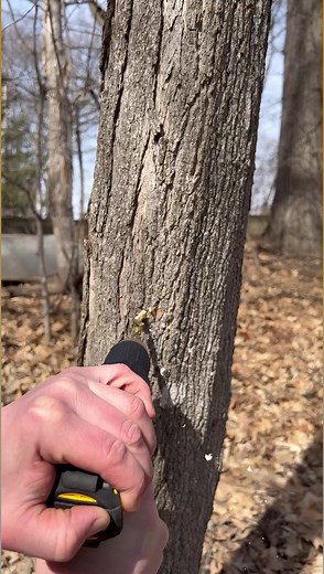 1.1K views · 20 reactions | Homemade maple syrup  #maplesyrup #recipes #breakfast #sugar #HowTo | Burnt_Pellet_BBQ | Facebook