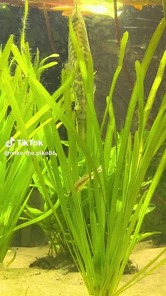 Crazy sneak attack 😈 #fish #viral #fyp #pikefishing #pike