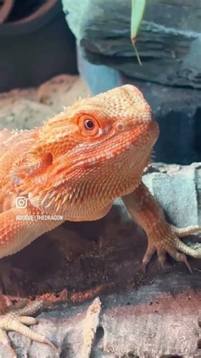 See the World’s Happiest Bearded Dragon 🦎 How to Bond with Your Reptile #BeardedDragon #funnyvideo