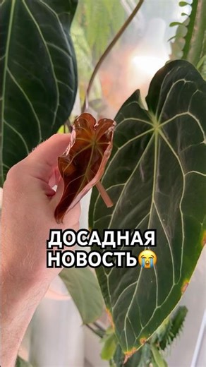 I WANTED TO SEE THIS LEAF BECOME A GIANT, BUT ALASA 😪