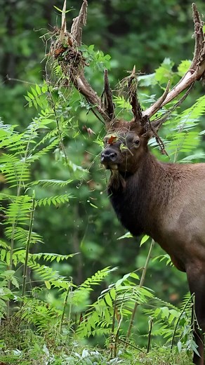 10K views · 110 reactions | Elk country was rocking the other day!...