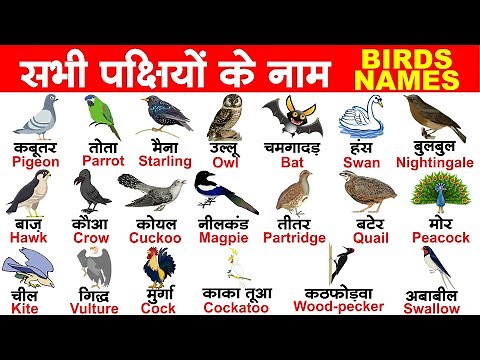 Birds Names in Hindi and English With Pictures & PDF | पक्षीयों के नाम | Birds name Hindi mein
