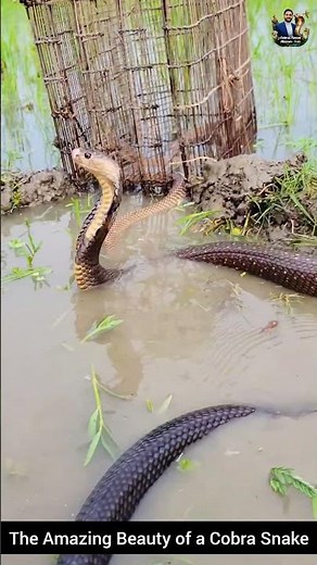The Amazing Beauty of a Cobra Snake #snake #wildliferescue #cobra #wildlifeentertainment #wildlife