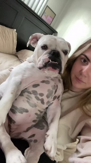 Bulldog Burping - Cute Baby Dog Reaction