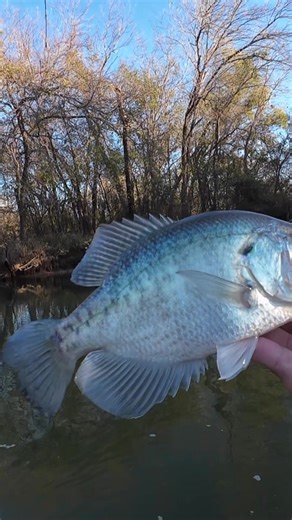 Tank…maybe not…good fish though! #903fishing #fishingtiktoks ##crappiefishing #fishing #fyp