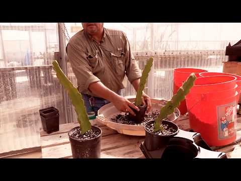 How to Plant Pitahaya Cuttings