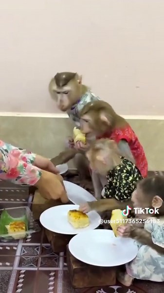 Too Funny! Baby Monkey Antics - Part 101