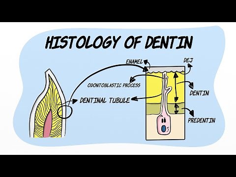 Histology of Dentin