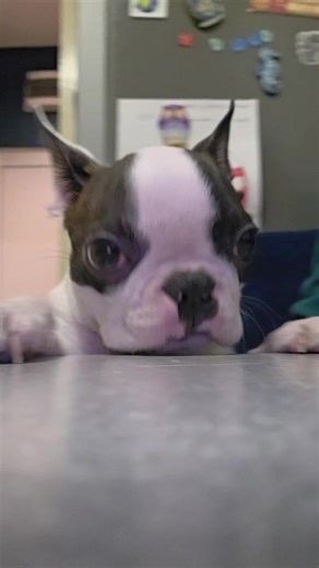 Understanding Boston Terriers: The Ultimate Guide