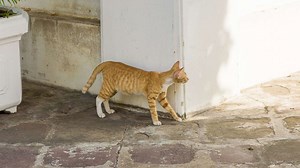 Scientists are using ordinary equipment to reveal a hidden picture based on its shadow