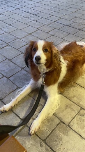 人だかりでも得意げに『待て』を全うするコイケルボーイ。 #コイケル #コイケルホンディエ #コーイケルホンディエ #kooiker #kooikerhondje #科克尔犬 #狗 #ダッチディーコイスパニエル #ひとりと1匹暮らし #犬のいる生活 #犬動画 #犬 #犬好きと繋がりたい #おかえり飼い主 #ただいまコイケルボーイ #アウトレット #待て