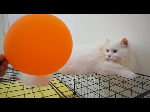 How Cats React To Deflating Balloon