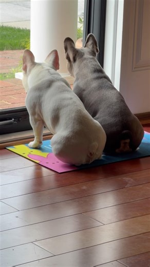 French Bulldogs Waiting by the Door for the Kids to Come Home 🐶❤️ #Shorts