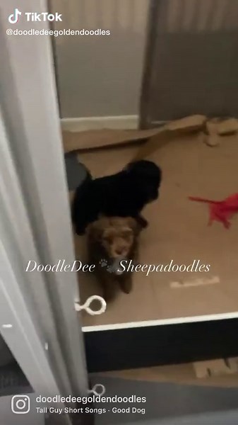 Mini Golden Sheepadoodle Available Now in Chesterton