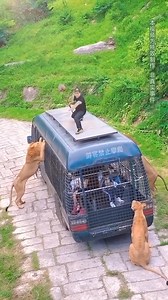 Lion try to catch visitors 😱 | Amazing Life Channel