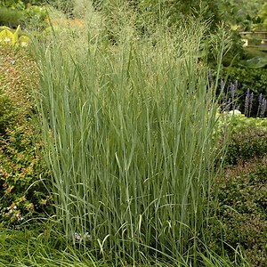 Heavy Metal Blue Switch Grass, Panicum virgatum Heavy Metal | High Country Gardens