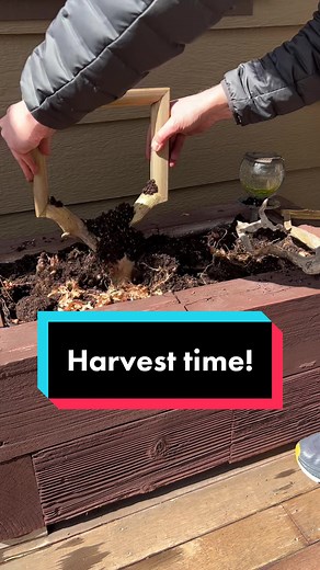 April 1 harvest time is my favorite time of the year! Now to choose na...