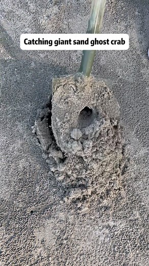 Catching Giant Sand Ghost Crab Adventure