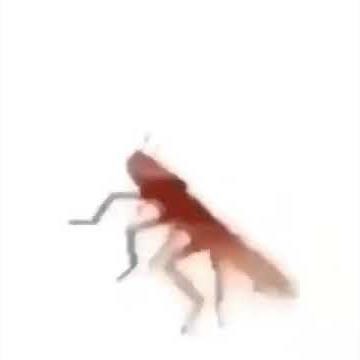 Cockroach spinning