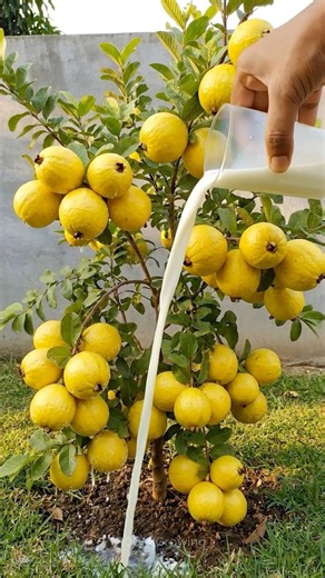 New techniques for growing guava trees to produce upright fruit.#Guava #grow#Trees #grafting