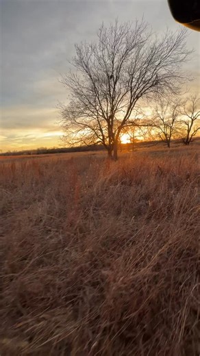 Okie sunsets, native grass, and the American Bison! 🦬 #bison #buffalo #ranchlife #bisonranch #oklahoma @thisisoklahoma | Cross Timbers Bison