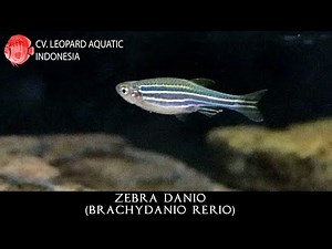 Brachydanio rerio THE ADVENTUROUS ZEBRA DANIO. Leopard Aquatic U001A