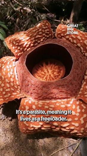 41K views · 297 reactions | Growing the world's largest flower  #Flower #Plant #Rafflesia | Great Big Story | Facebook