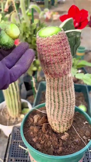 How to Graft Cactus: A Step-by-Step Guide for Beginners 🌵