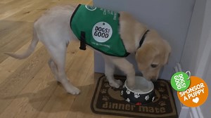 Sponsor Ariel this Christmas as she trains to become a life-changing assistance dog. Follow her journey from helping adults and children with disabilities to supporting children with autism. Receive a puppy sponsorship certificate, regular pupdates and a plush cuddly puppy toy. | Dogs for Good - UK