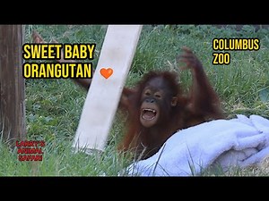 SWEET BABY ORANGUTAN MOMENTS 🧡 | THE COLUMBUS ZOO
