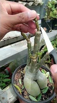 Pruning then cutting. How to process revitalizing adenium desert rose #adenium #desertrose