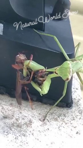 14K views · 63 reactions | The whole process of mantis eating! This is how the prey is swallowed before its eyes. #recordmyrurallife #countrysidelife #mantis #predator Natural World 푭풐풍풍풐풘풆풓풔. | Natural World | Facebook