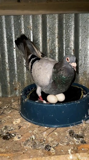 Fix the pigeon house #pigeon #loft #eggs