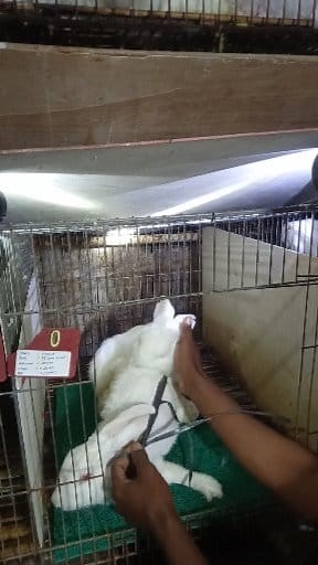 Tutorial tekhnik sodor.!! #fblifestyle KK | Rieyancool Rabbit