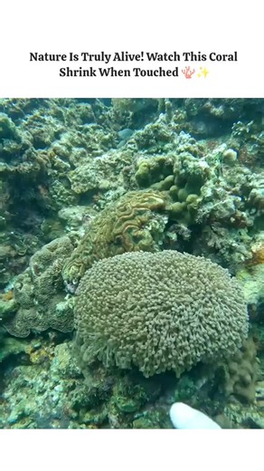 pixelpulse5x on Instagram: "Unbelievable Underwater Reaction Of A Sensitive Soft Coral Discovering Deep Sea Wonders 🪸🌊 Nature's Defense Mechanism? 🌊 Watch This Incredible Living Coral React INSTANTLY! 🪸 ​When you explore the ocean floor, you realize that almost everything is alive and watching. This video captures a fascinating moment where a soft coral, often mistaken for a plant, shows its true animal nature. ​These corals are made of tiny polyps that extend to catch food. When they feel a