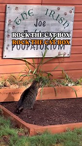 4.1K views · 82 reactions | Did you know cats have a litter box theme song? Well now you know. You’ll never hear this song the same again. You’re welcome.  李 We have a donation matching program happening now! Donate $25 and feed 300 cats for the day! Mahalo to all who have donated. None of this is possible without you.  #catsofinstagram #hawaii #catstagram #catlife # | Lanai Cat Sanctuary | Facebook