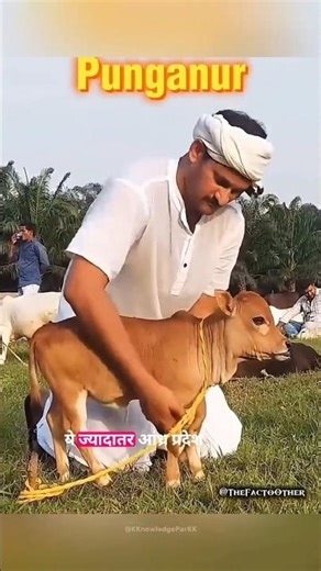 The Punganur Smallest Cow Ever #shorts#amazingfacts #hindifacts