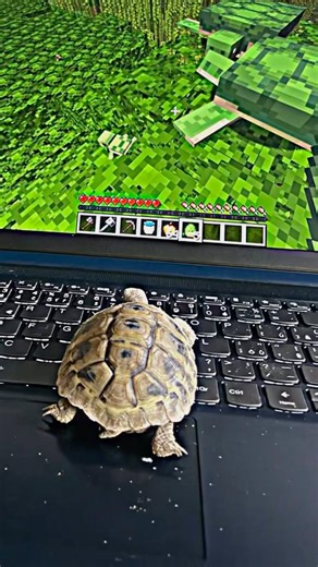 Turtle play minecraft
