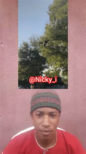 watch how bird took away this little child | NICKY I