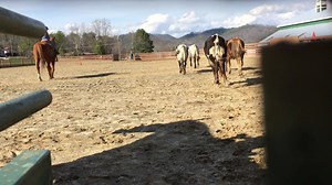 22 reactions | Our students aren't the only ones on campus who learn valuable life skills. With a little help from the horses our new crop of calves learned where to travel and to come when called. For more on how we use the calves in our horse program, check out equinewvr.com/animals. | Wears Valley Ranch | Facebook
