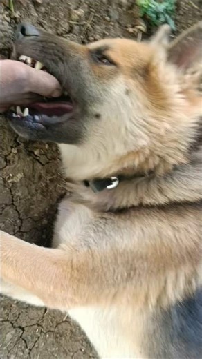 the village German shepherd attack 🐕