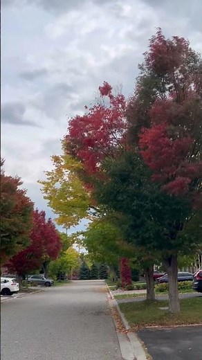 #Fall #colouring around my neighbourhood - October 2025
