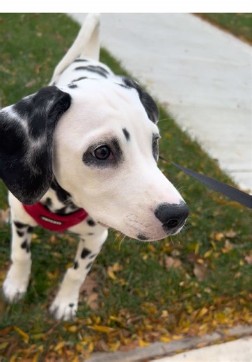 Adorable Mini Dalmatian Captured on TikTok