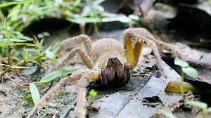 Can Spider Venom Cure Erectile Dysfunction?