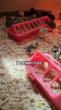 Chaos-Proof Quail Brooder Setup #short #quail #chicks #hatching