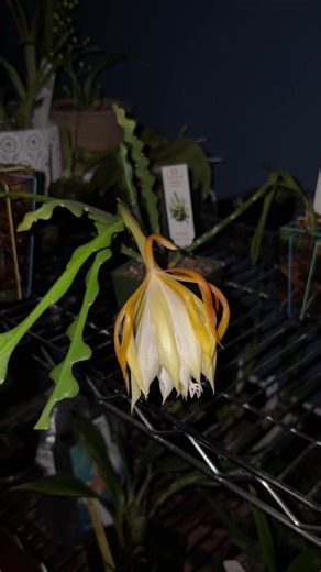 Replying to @BrunoHasIt Disocactus anguliger (bought as Epiphyllum anguliger) in bloom for the first time. Other common names for this plant include fishbone cactus, zigzag cactus, and ricrac cactus all of which are used interchangeably with Disocactus crenatus, Selenicereus anthonyanus, and Epiphyllum chrysocardium. The fragrance put out by the bloom is incredible and able to fill a room. it smells like crushed sweetarts or those pressed fruit candies. it also smells a bit mentholy closer up. i