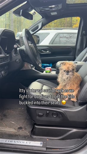 2.4K views · 90 reactions |  | Itty Bitty the Griff | Facebook